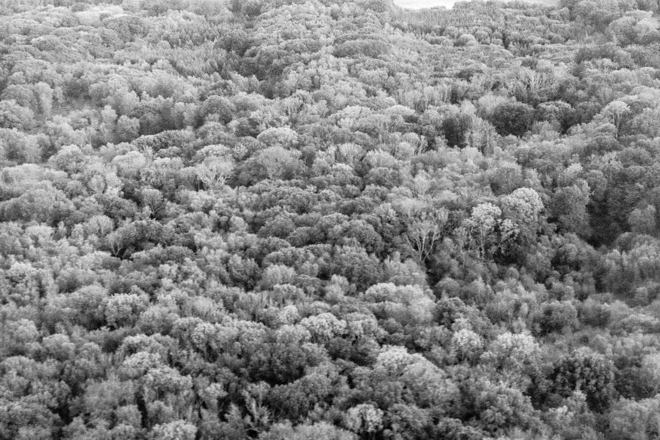 Canopy